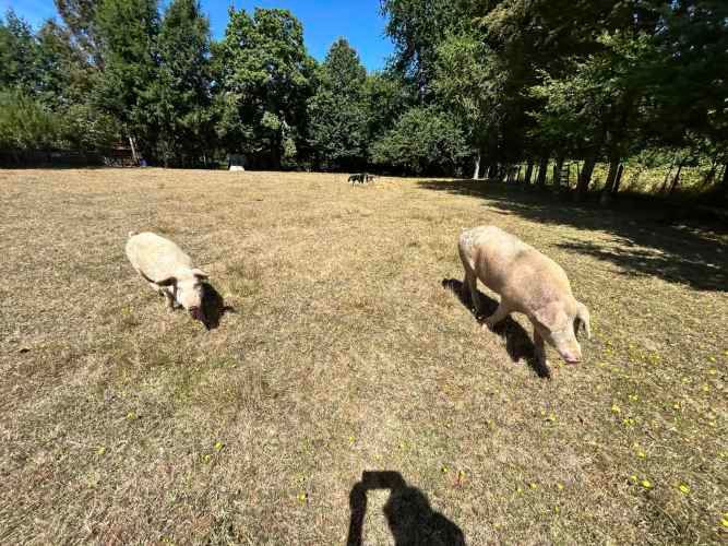¡Oportunidad! Vendo hermoso terreno al lado de la ruta 5 Sur altura Mafil .