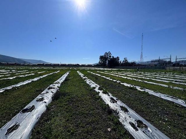¡Oportunidad Agrícola en Quillota, 5000 m²!