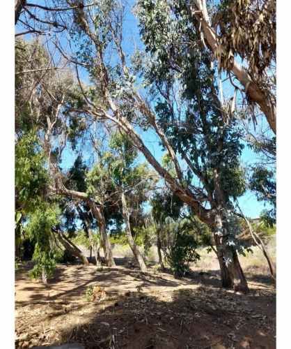 Parcela Con Casa Priincipal Y Cabañas