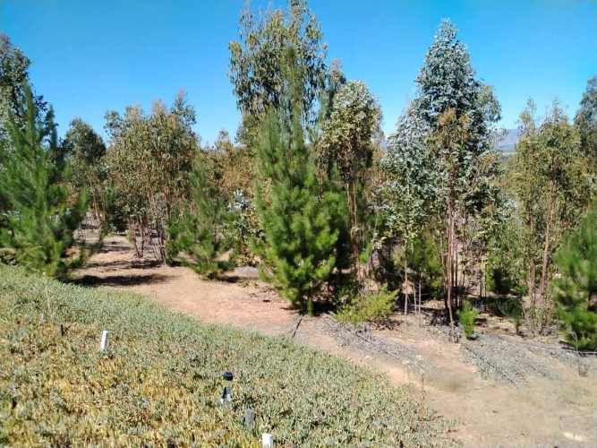 Gestimob Vende Parcela De 5.000 M2 Con Casa En Nilahue Alto