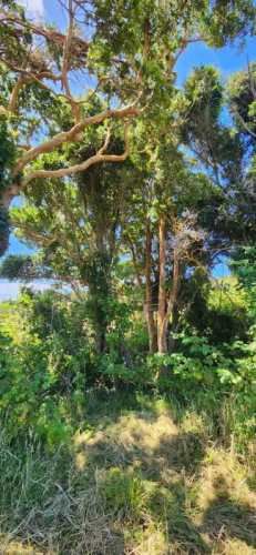 PARCELAS CON VISTA AL MAR - ISLA QUENAC, CHILOÉ