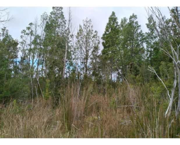 Parcela Con Bosque Nativo En Quemchi - Austral Partners