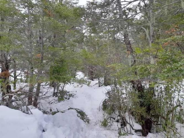 SITIO Las Encinas, Las Trancas, Camino a Termas de Chillán