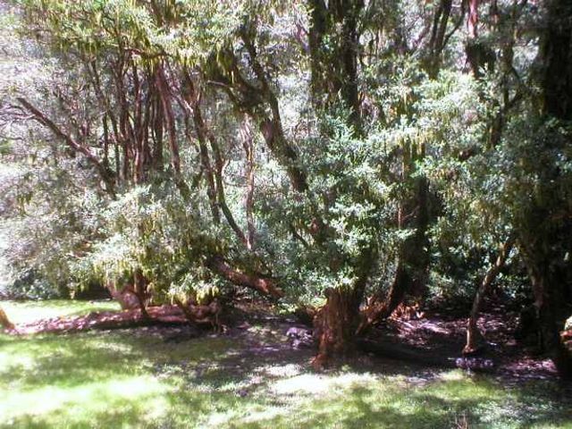 Reserva de la Biósfera Bosques Templados Lluviosos de los Andes Australes.