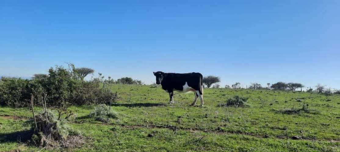 Parcela PARCELACIÓN LLANOS DEL CONVENTO