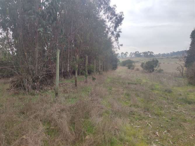 PARCELA Quillaicillo