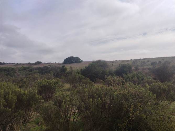 PARCELA Quillaicillo