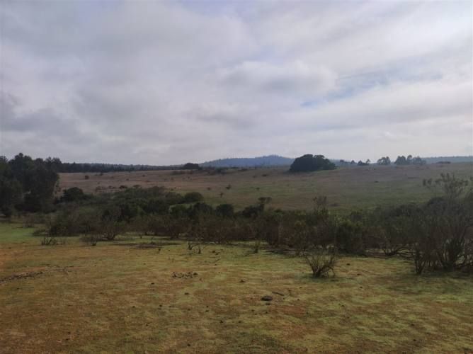 PARCELA Quillaicillo