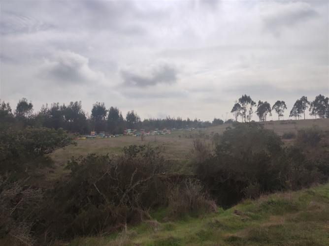 PARCELA Quillaicillo