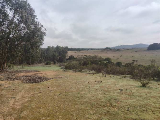 PARCELA Quillaicillo