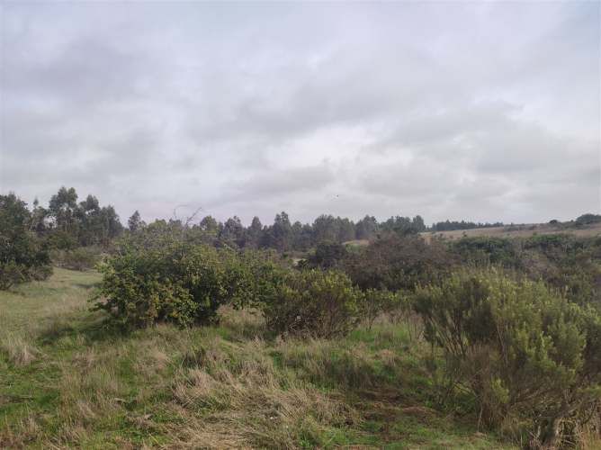 PARCELA Quillaicillo