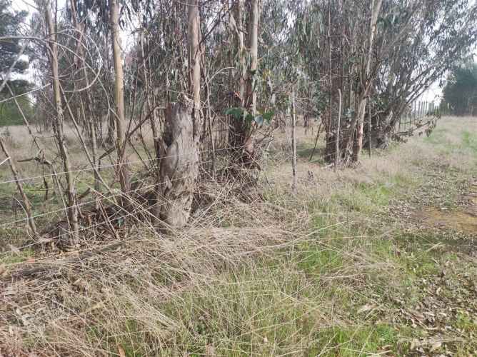 PARCELA Quillaicillo