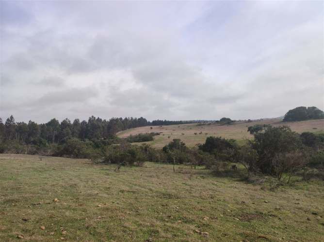 PARCELA Quillaicillo