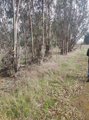 PARCELA Quillaicillo