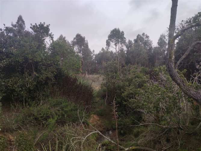 PARCELA Quillaicillo