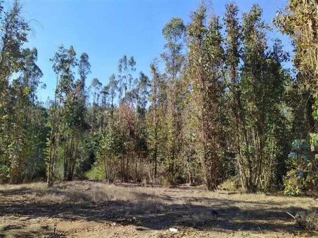 Hermosa Parcela Con  Bosque Nativo. El Convento, Santo Domin