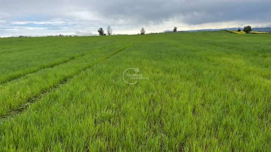 PARCELA Camino la Misión Quilacahuin