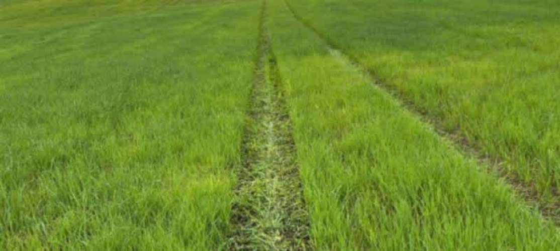 PARCELA Camino la Misión Quilacahuin