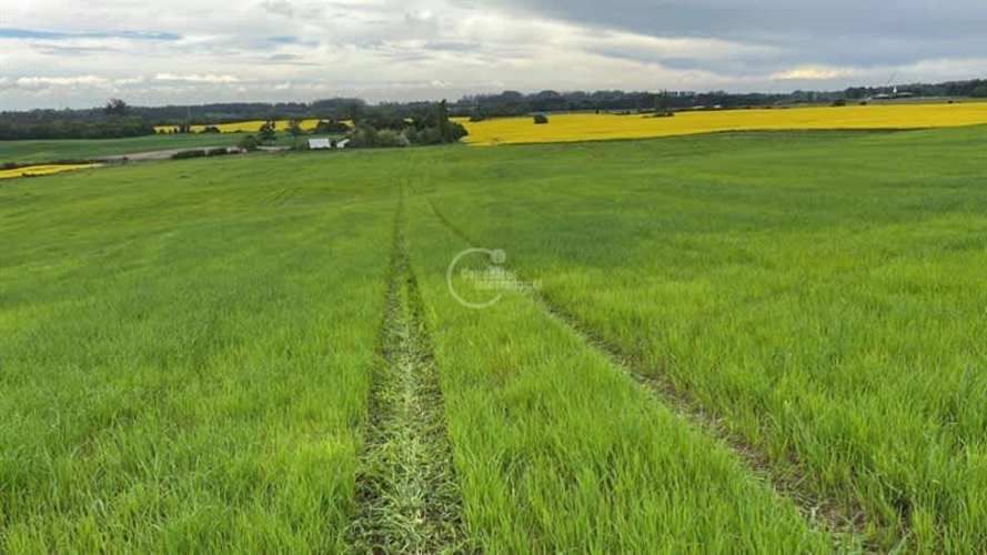 PARCELA Camino la Misión Quilacahuin