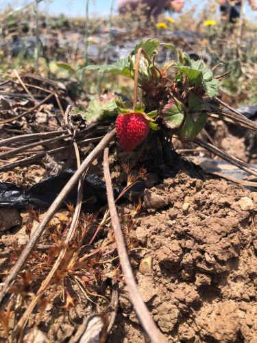Parcela 5000m2 ¡Cerca Playa y Naturaleza!