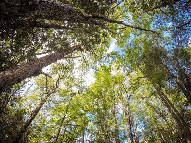 PARCELA Oportunidad Ultima parcela Venta en Verde Parcelación Agricola San Clemente