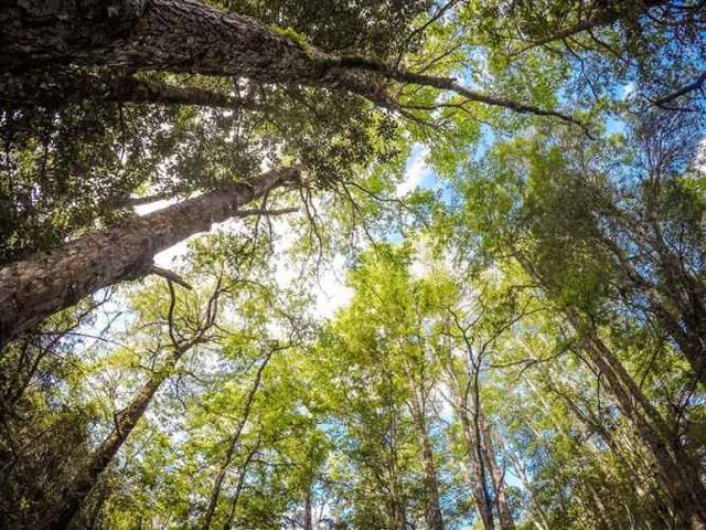 PARCELA Oportunidad Ultima parcela Venta en Verde Parcelación Agricola San Clemente