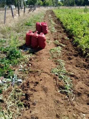 Agrícola CAMINO TOLTEN //TEMUCO