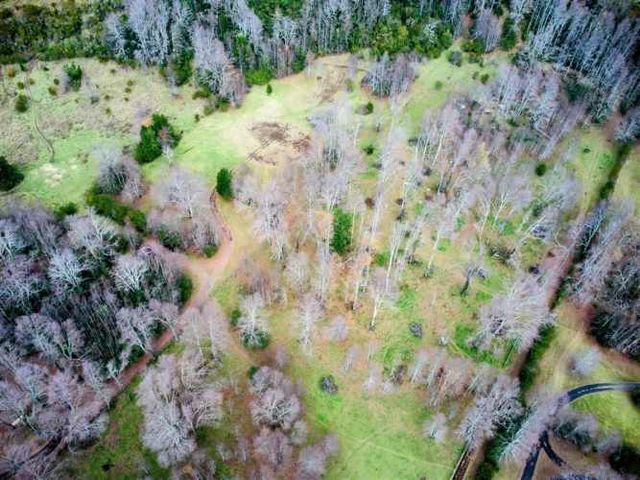 PARCELA Subida krausse, gato amarillo