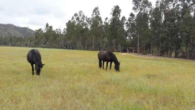 Linda parcela 5000m2 luz agua cercada rol plana