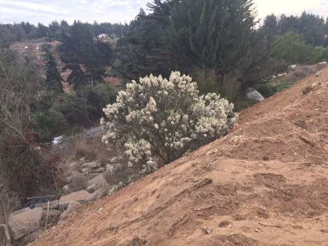 PARCELA Camino Internacional