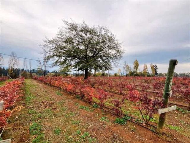 AGRICOLA San Clemente