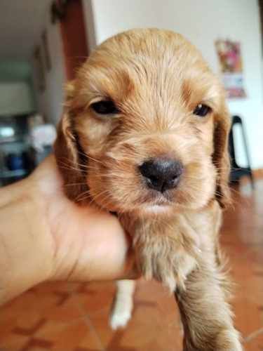 Cachorros Cocker RM