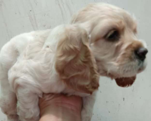 Cachorros Cocker RM