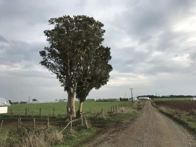 Hermoso campo de 145 Hectáreas, sector comuna Los Muermos.