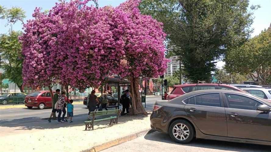 DEPARTAMENTO irarrazaval