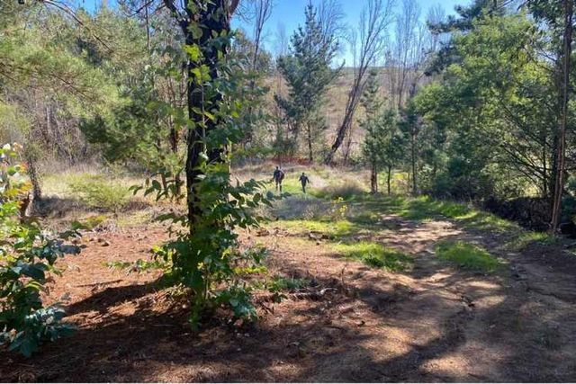 Parcela en venta yumbel media hectárea