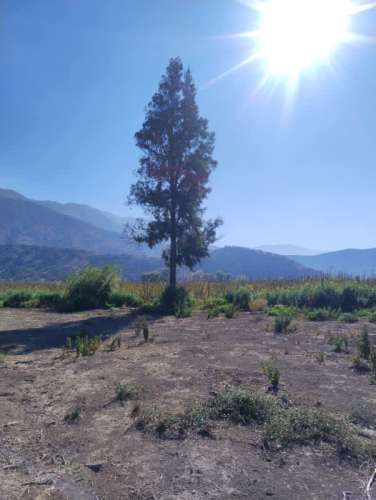 Parcela PUNTA DE CORTES