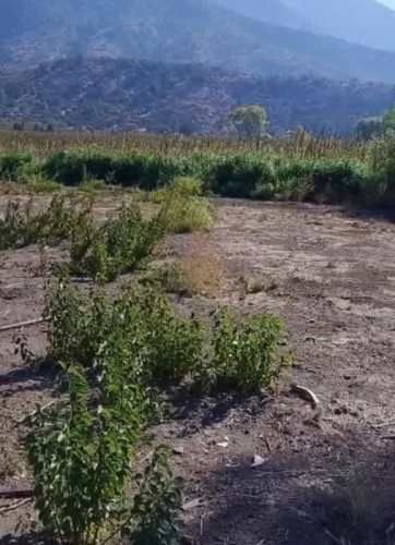 Parcela PUNTA DE CORTES