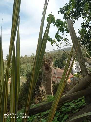 BUENA CASA MADERA UN PISO , EN MEJOR BARRIO PENCO