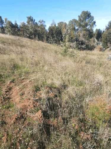 Gran parcela 4,5 hectáreas –  Colliguay/Ñuble – Rol propio