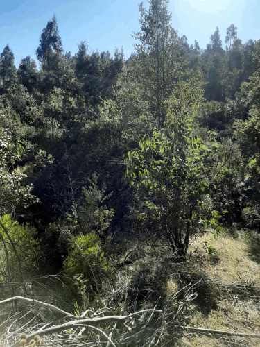 Gran parcela 4,5 hectáreas –  Colliguay/Ñuble – Rol propio