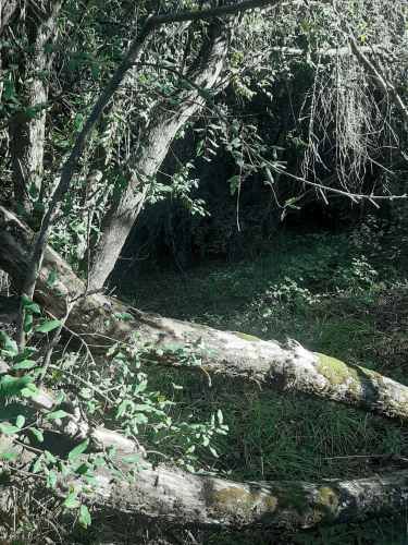 Gran parcela 4,5 hectáreas –  Colliguay/Ñuble – Rol propio