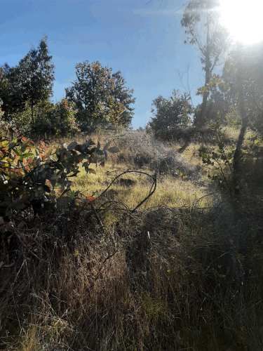 Gran parcela 4,5 hectáreas –  Colliguay/Ñuble – Rol propio