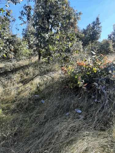 Gran parcela 4,5 hectáreas –  Colliguay/Ñuble – Rol propio