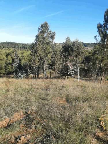 Gran parcela 4,5 hectáreas –  Colliguay/Ñuble – Rol propio