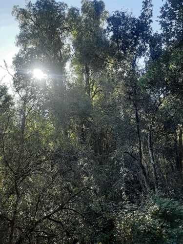 Gran parcela 4,5 hectáreas –  Colliguay/Ñuble – Rol propio