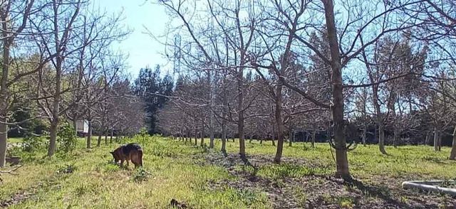 PIRQUE, LOS NOGALES, HERMOSA PARCELA