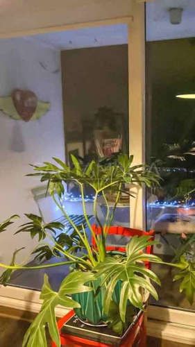 DEPARTAMENTO Bombero Fuentes, Concepción