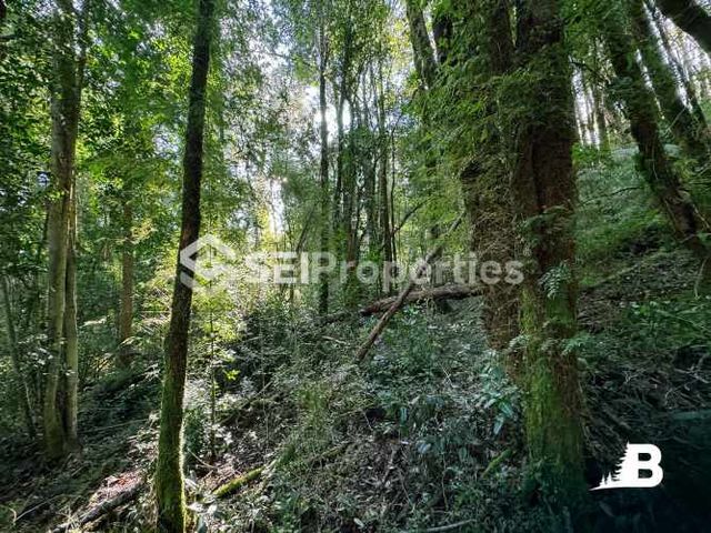 Bosques de Chamiza, parcelas en Puerto Montt