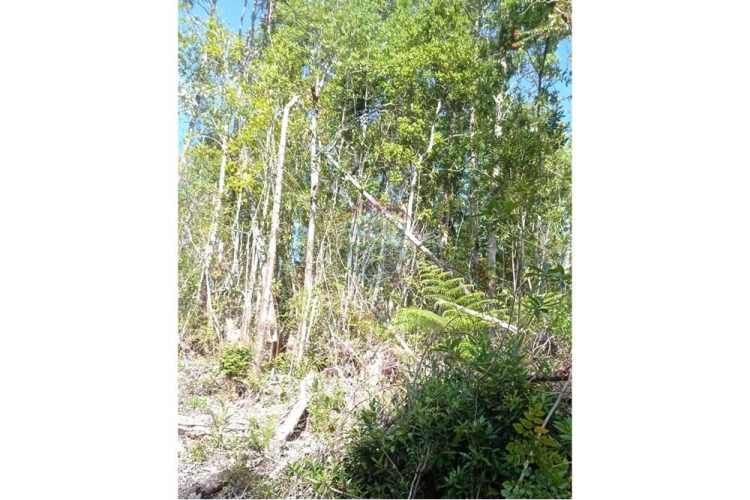 Venta de campo en calbuco